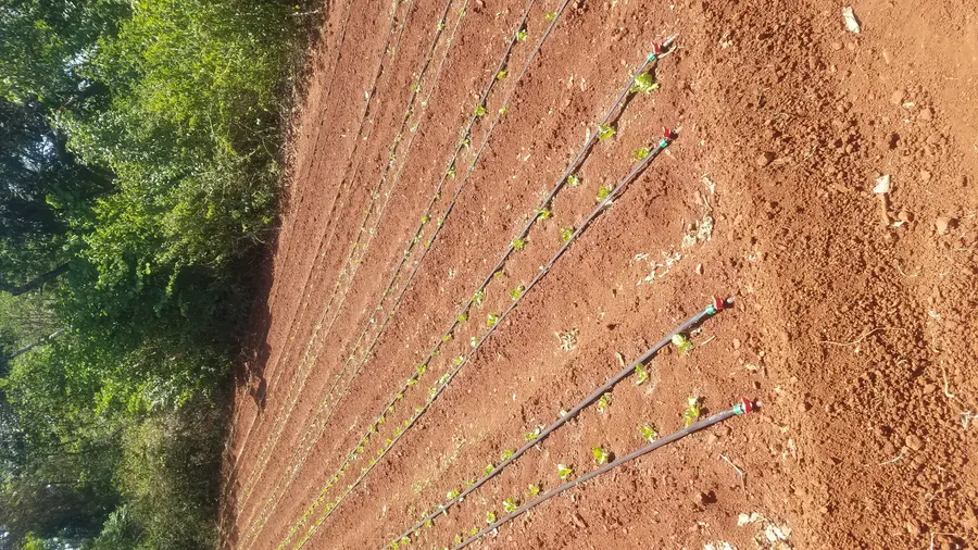 Driplines laid out across a smallholder plot